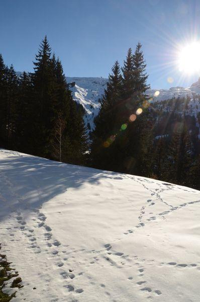 Flats SAGITTAIRE - Flaine Forêt 1700